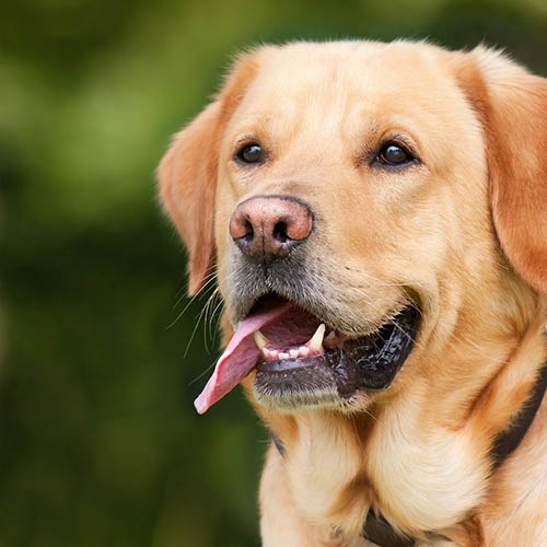  un chiot soin pharmacie de Brunehaut