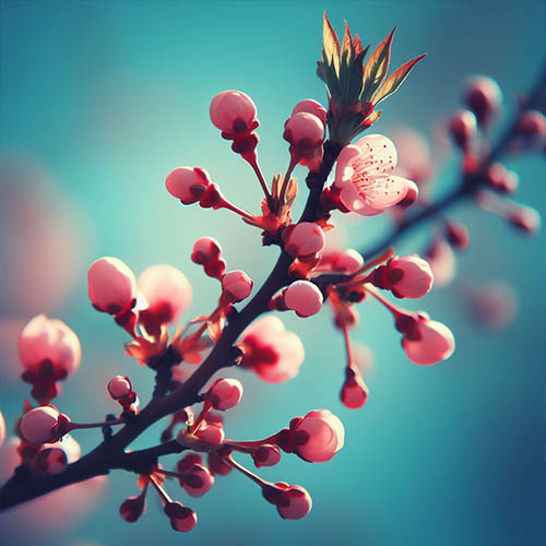 Gemmothérapie herboristerie Morigny-Champigny